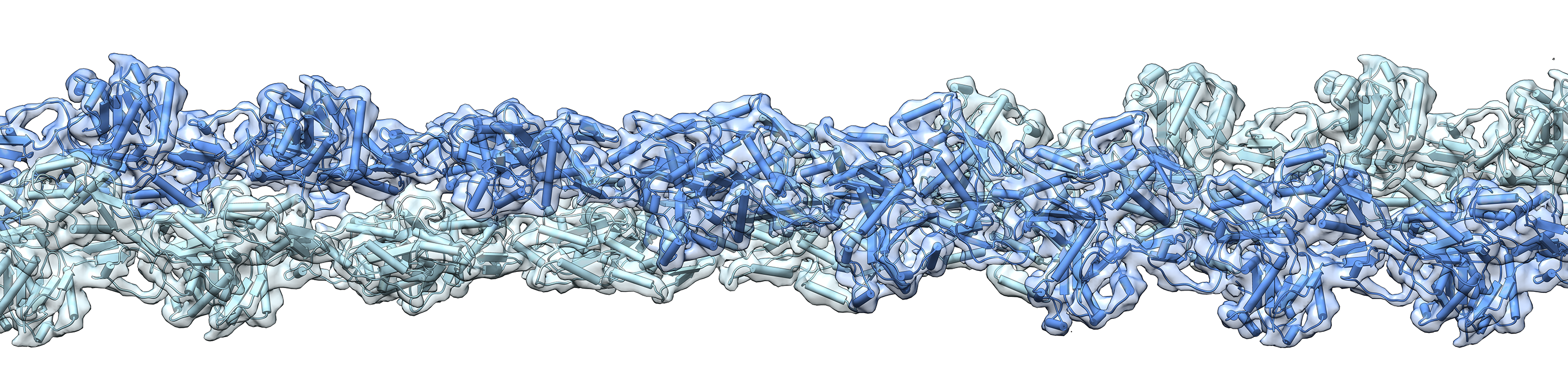 Alushin Lab