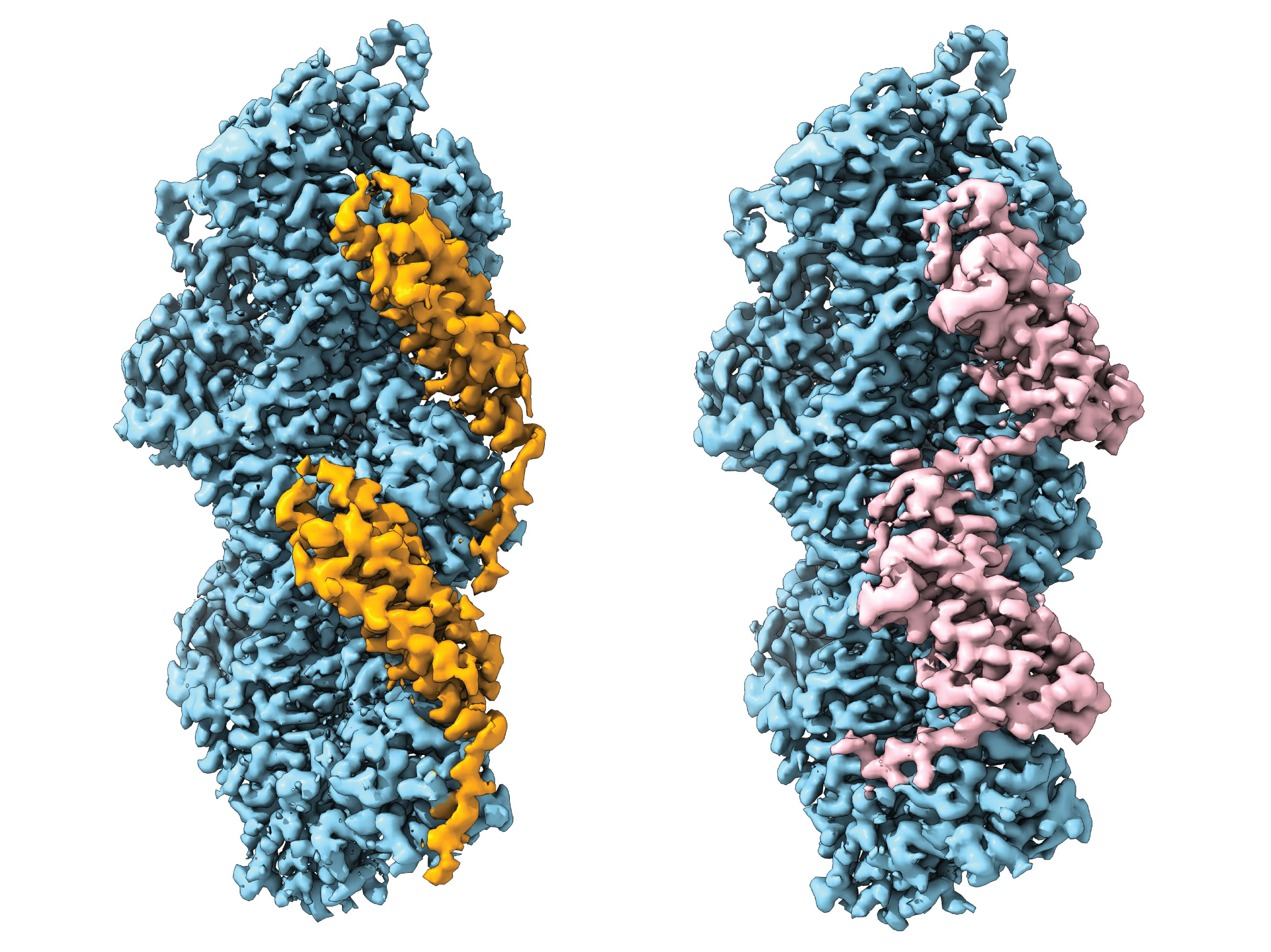 Structural landscape of the actin cytoskeleton