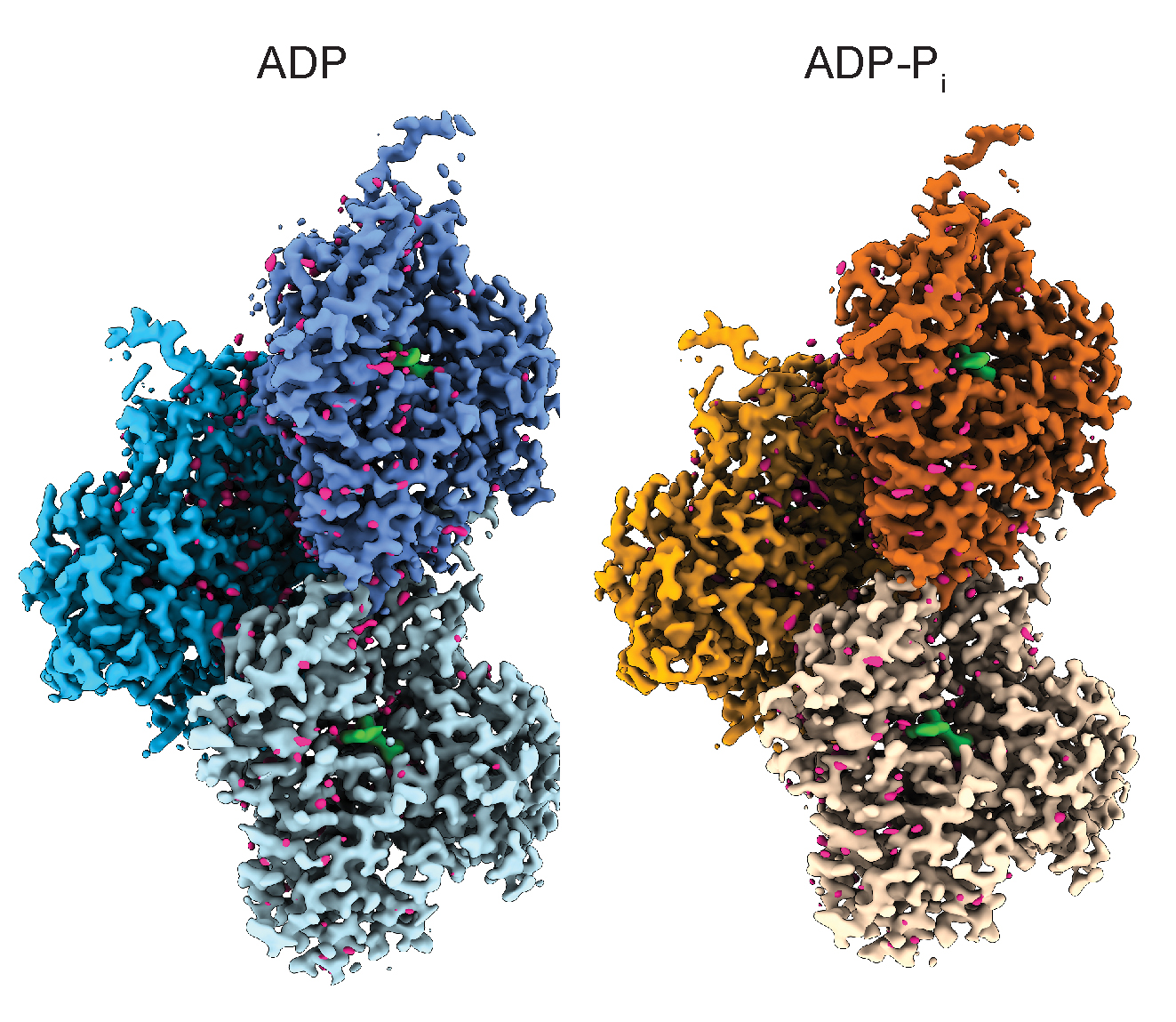 Structural landscape of the actin cytoskeleton