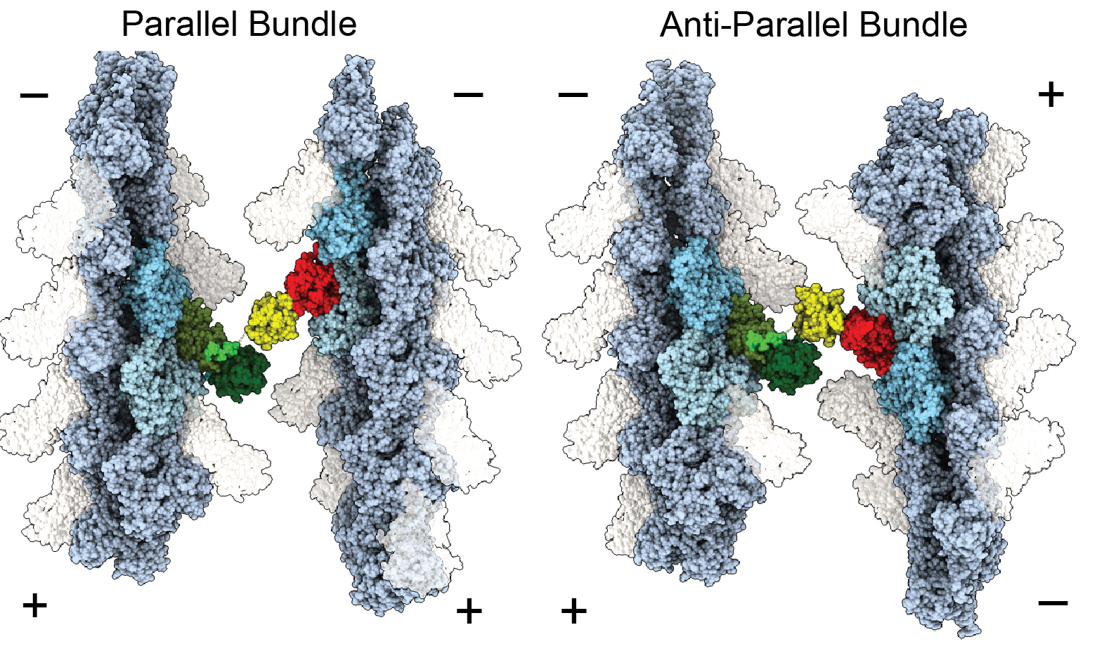 Structural landscape of the actin cytoskeleton