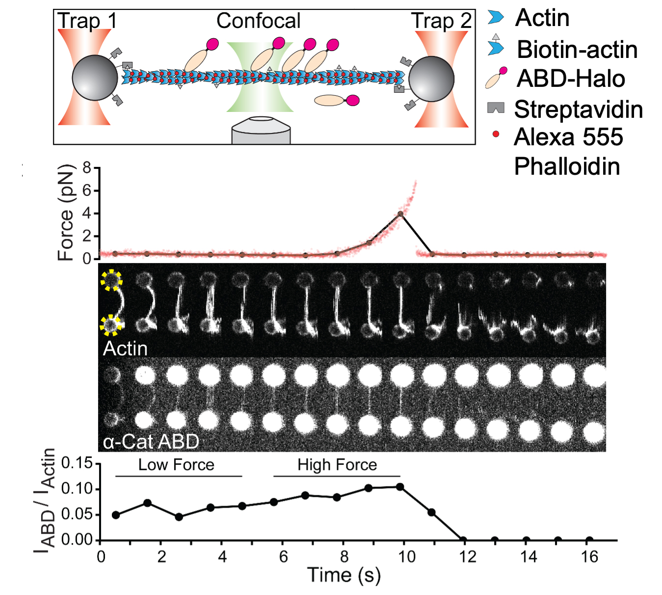 Mechanical regulation of protein structure and function